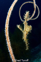 Spikes all around - I saw this ornate ghost pipefish floa... by Fred Turoff 